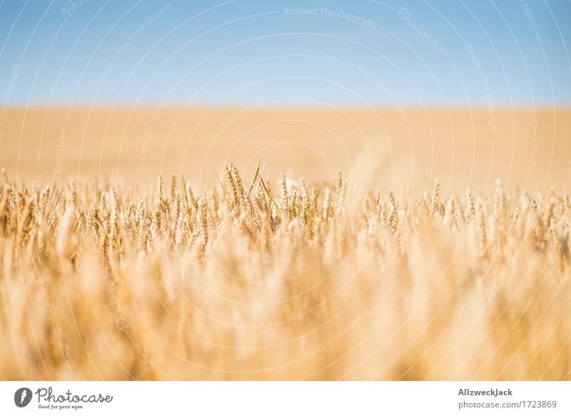 Cornfield 3 Landscape Summer Agricultural crop Field Yellow Gold Grain Grain field Harvest Agriculture Colour photo Exterior shot Close-up Detail Deserted Day