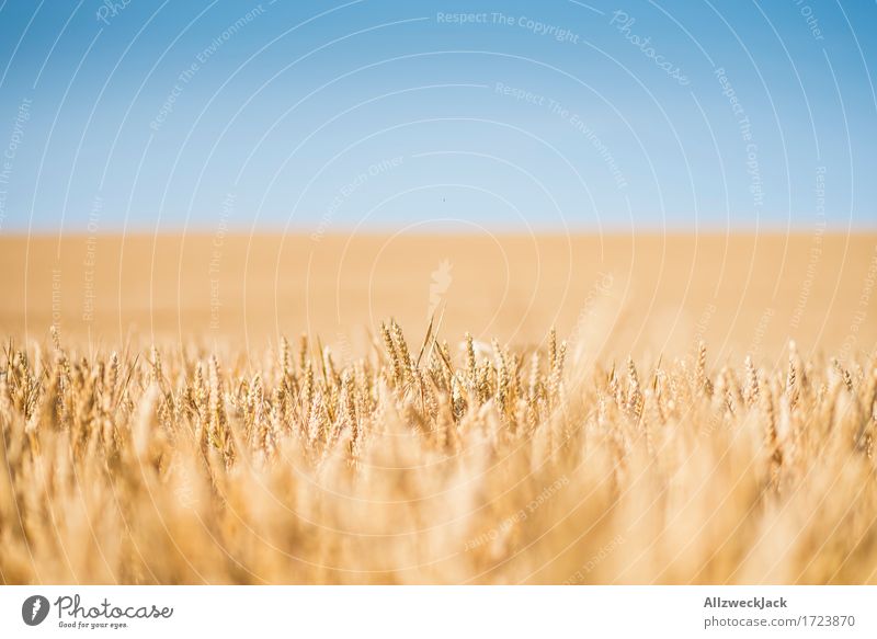 Cornfield 2 Landscape Summer Agricultural crop Field Yellow Gold Agriculture Grain Grain field Colour photo Exterior shot Close-up Detail Deserted Day Blur