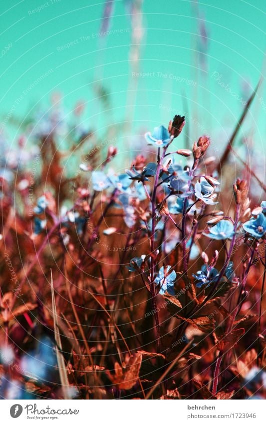 against the cold! Nature Plant Sky Summer Beautiful weather Flower Grass Leaf Blossom Veronica Garden Park Meadow Field Blossoming Fragrance Small Summery