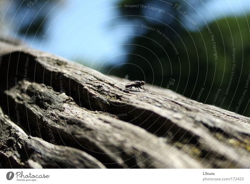 fly(nd depth of field) Nature Summer Tree Fly 1 Animal Crawl Sit Blue Gray Green Black Esthetic Calm Tree bark Tree trunk Colour photo Exterior shot