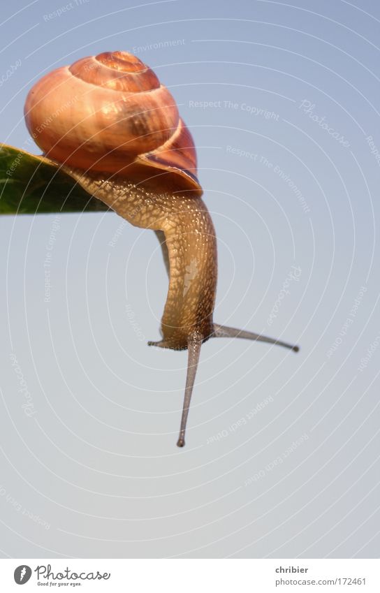 Don't do it!!! Colour photo Close-up Macro (Extreme close-up) Copy Space bottom Full-length Nature Animal Air Cloudless sky Snail To fall Hang Sadness Threat