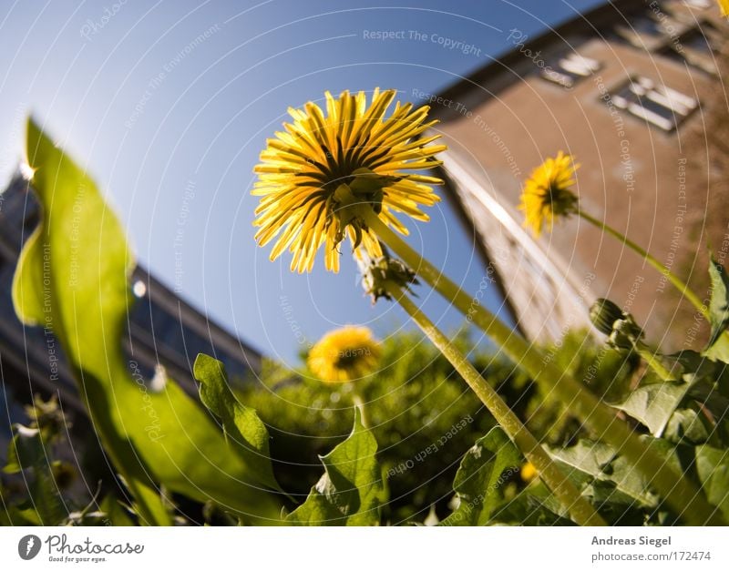 dandelion Colour photo Exterior shot Deserted Day Sunlight Shallow depth of field Worm's-eye view Fisheye Environment Nature Plant Earth Sky Spring Climate