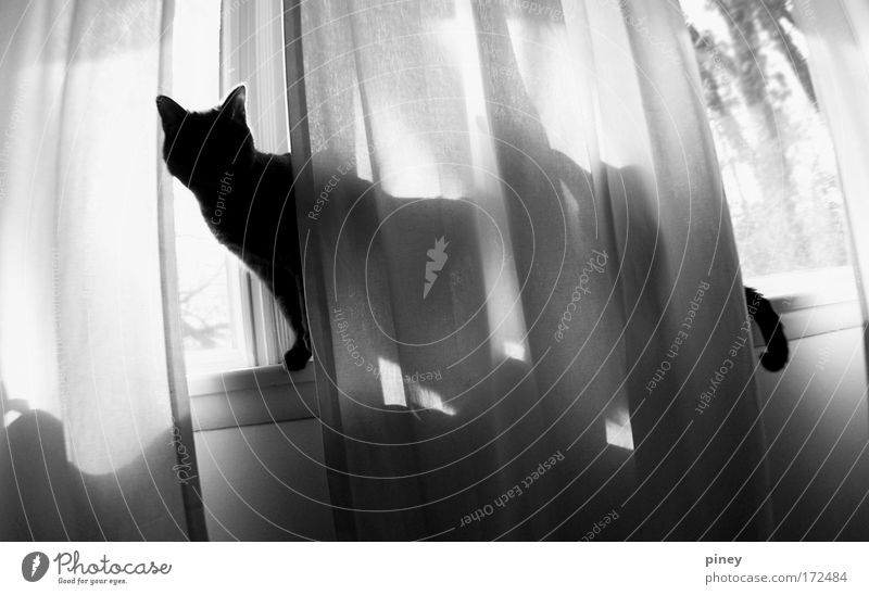 illusion Cat 1 Animal Wood Observe Freeze Crouch Listening Walking Looking Esthetic Dark Thin Simple Elegant Happiness Long Natural Cute Wild Black White Window