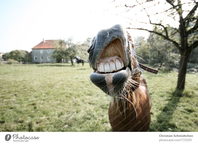 Laughing horse Colour photo Exterior shot Copy Space left Day Sunlight Shallow depth of field Central perspective Animal portrait Looking into the camera Horse