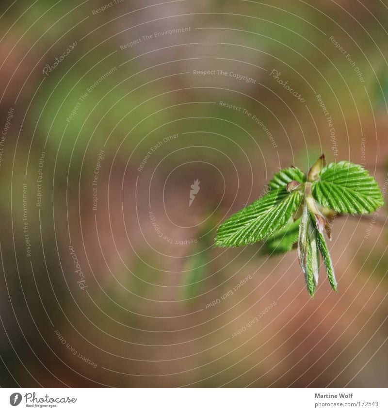 growth Environment Nature Plant Spring Leaf Foliage plant Growth Brown Green Rachis Leaf green Plantlet Colour photo Exterior shot Macro (Extreme close-up)