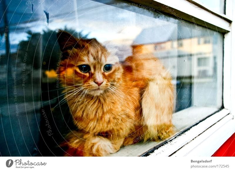 The other side of the world Window Animal Pet Cat Animal face Pelt Paw 1 Observe Lie Dream Calm Curiosity Hope Sadness Longing Wanderlust Disappointment