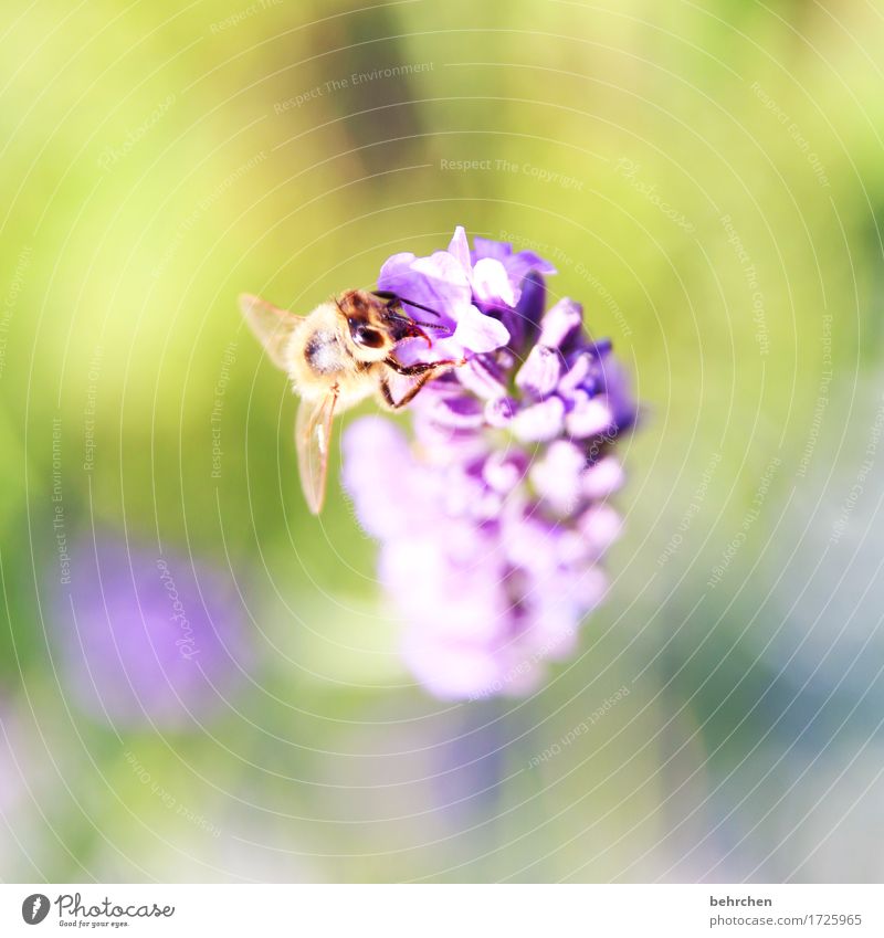 daintily Nature Plant Animal Summer Beautiful weather Flower Leaf Blossom Lavender Garden Park Meadow Wild animal Bee Animal face Wing 1 Observe Blossoming