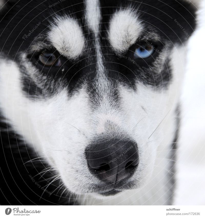 Look me in the eye, little one. Close-up Animal portrait Pet Dog 1 Looking Husky Snout Beard hair Watchfulness Fix Eyes Baby animal