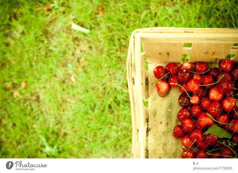 cherry harvest Colour photo Exterior shot Day Food Fruit Cherry Summer Garden Gardening Grass Meadow Fresh Healthy Natural Clean Green Red Nature Pure