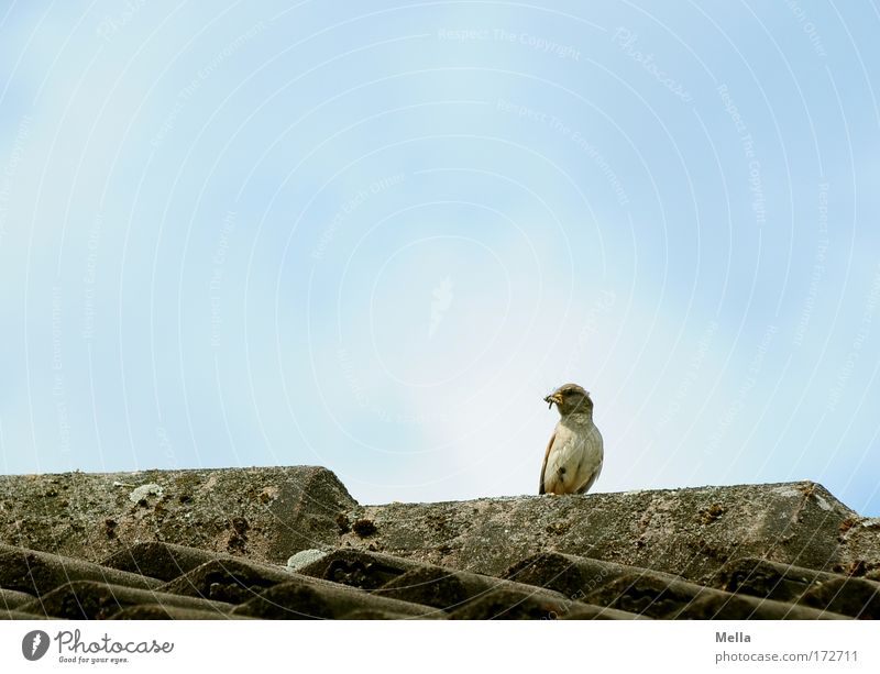 Better the sparrow on the roof ... Colour photo Exterior shot Deserted Copy Space top Day Central perspective Long shot Full-length Nature Animal Sky Summer