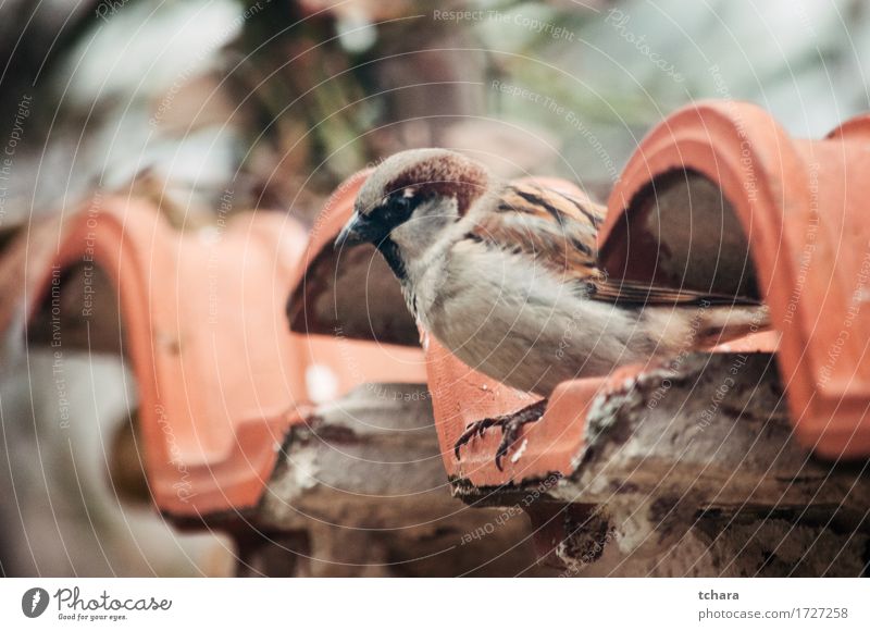 Sparrow Beautiful House (Residential Structure) Nature Tree Leaf Bird Sit Cute Wild Brown Green sparrow branch wildlife Feather sparrows Beak avian Ornithology