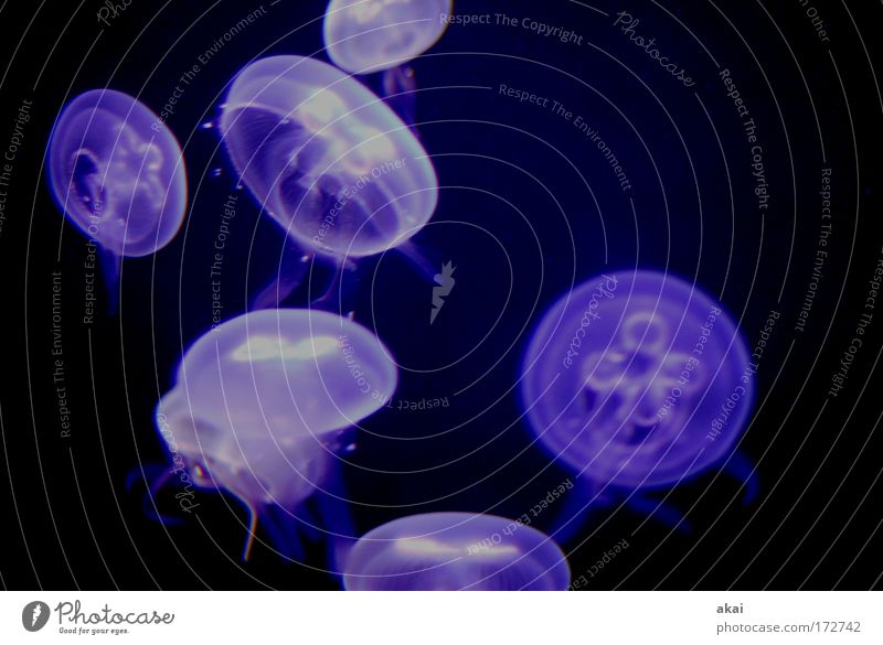 Weightless2 Colour photo Interior shot Neutral Background Artificial light Shallow depth of field Central perspective Water Ocean Animal Jellyfish Zoo