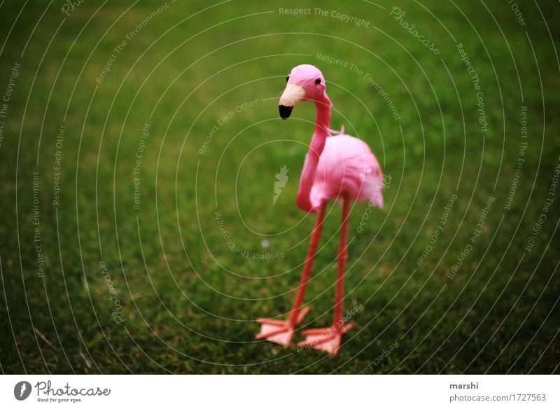 Penelope II Garden Park Meadow Animal 1 Emotions Moody Green Pink Flamingo Decoration Funny Vignetting Small Sweet Animal protection Zoo Exterior shot Detail