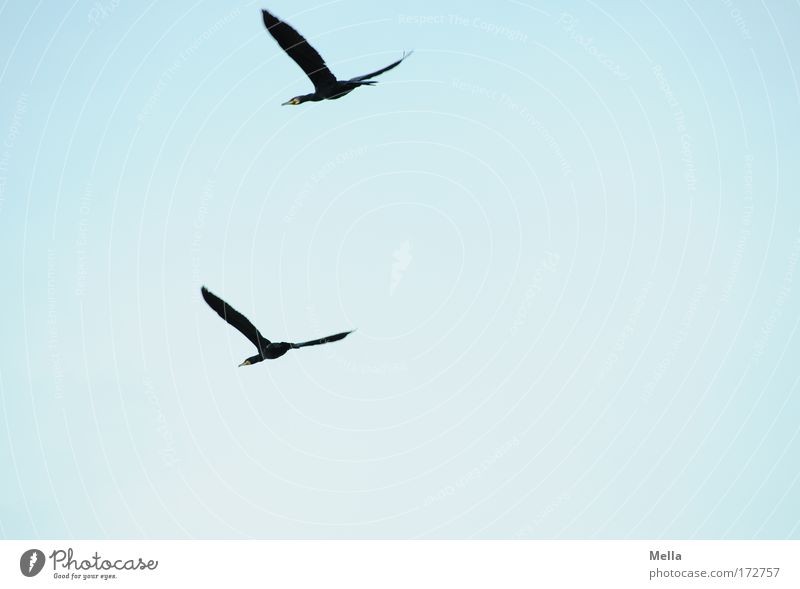 The Double Cormorant Colour photo Exterior shot Deserted Copy Space right Copy Space bottom Day Worm's-eye view Full-length Environment Nature Animal Air
