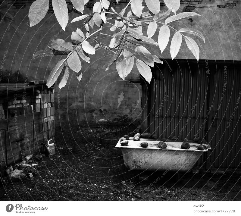 The tub is full Plant Grass Twig Leaf Leaf canopy Garden Bathtub Wash tub Stone Wood Metal Old Gloomy Patient Calm Idyll Stagnating Grubby Unclear