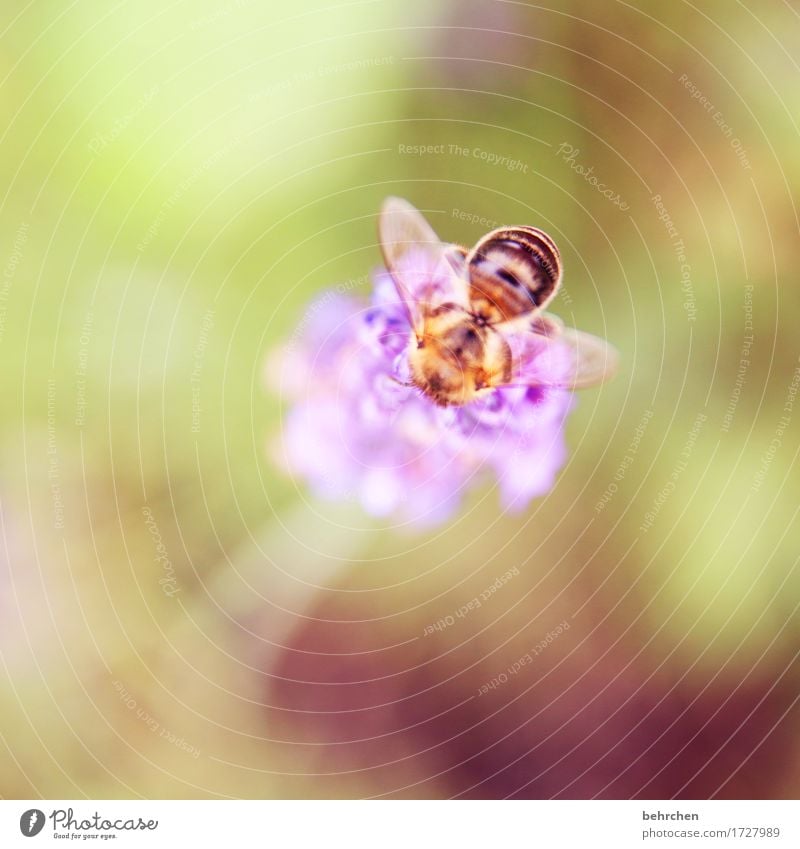 morse Nature Plant Animal Summer Beautiful weather Flower Leaf Blossom Lavender Garden Park Meadow Wild animal Bee Wing 1 Observe Blossoming Fragrance