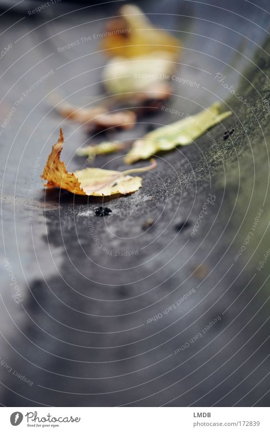 jaune d'or / gris argenté Colour photo Subdued colour Exterior shot Detail Copy Space bottom Day Silhouette Blur Shallow depth of field Nature Autumn Leaf