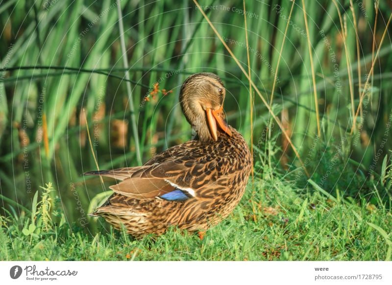 shy Sailing Baby Nature Animal Water Bird Baby animal Wet Soft Cleanliness Shame Inhibition Timidity Respect Habitat Duck Duckling Drake feathers Judder Flying