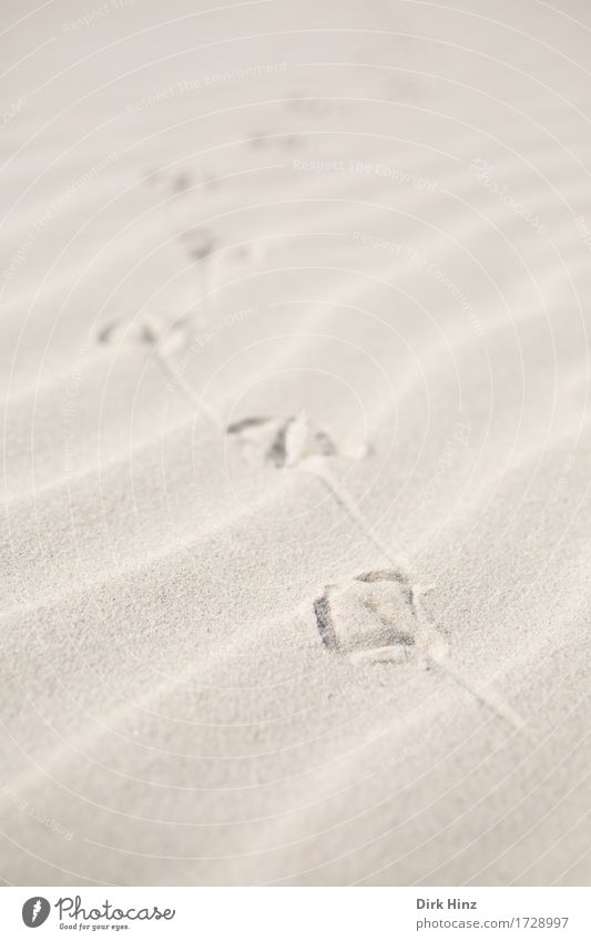 Traces in the sand Life Senses Vacation & Travel Tourism Trip Summer Summer vacation Sun Beach Ocean Island Environment Nature Landscape Sand Coast North Sea