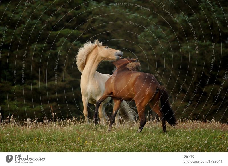 Wild Horses Exotic Ride Agriculture Forestry Nature Landscape Summer Tree Grass Pine Meadow Pasture Denmark Animal Pet Farm animal Pony Iceland Pony Dun (horse)