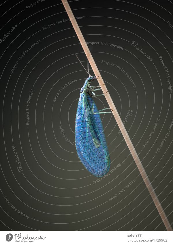as light as a feather Environment Nature Animal Stalk Wild animal Fly Wing Common green lacewing Insect Neuropteran 1 Hang Crawl Esthetic Thin Natural Gray