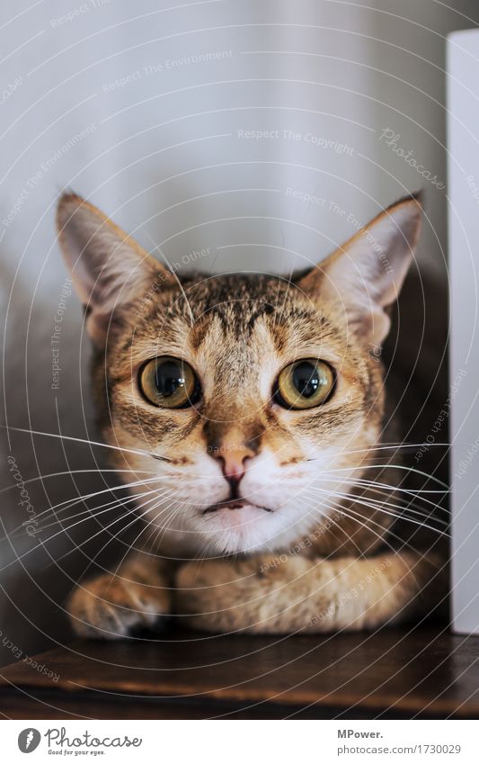 Cat Mau Animal Pet 1 Cuddly Point Eyes Cat eyes Whisker Pelt Observe Large Colour photo Interior shot Deserted Copy Space top Shallow depth of field