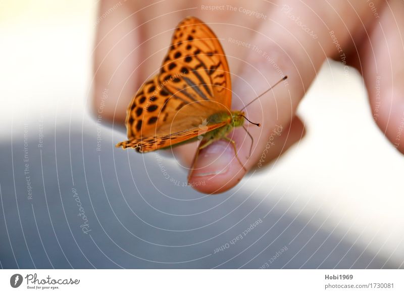 Butterfly sits on the index finger of a hand Hand Fingers Animal Wing 1 Observe Sit Dream Esthetic Exceptional Elegant Together Near Natural Cute Beautiful
