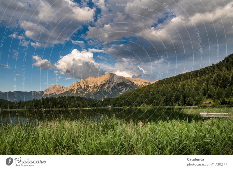 Clouds rise over the mountain lake, the reeds on the shore glow green Fishing (Angle) "Bathing," Hiking Swimming & Bathing Landscape Plant Sky Storm clouds