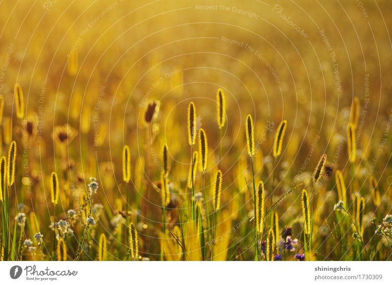 in a row Nature Animal Sunlight Summer Weather Beautiful weather Grass Meadow Field Illuminate Stand Warmth Gold Green Moody Energy Relaxation Society Climate