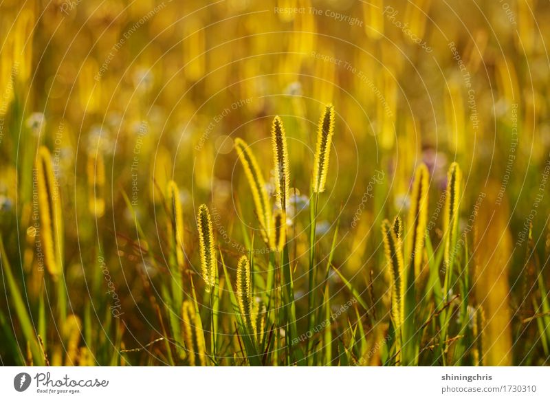 glow Nature Landscape Animal Sunlight Summer Weather Beautiful weather Grass Meadow Field Illuminate Warmth Gold Green Moody Together Attachment Colour photo