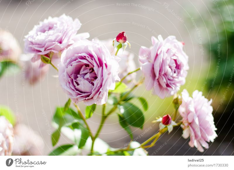 Pink Roses Trip Summer Nature Plant Spring Beautiful weather Flower Leaf Pot plant Garden Park Meadow Joy Happy Happiness national horticultural show Blossom