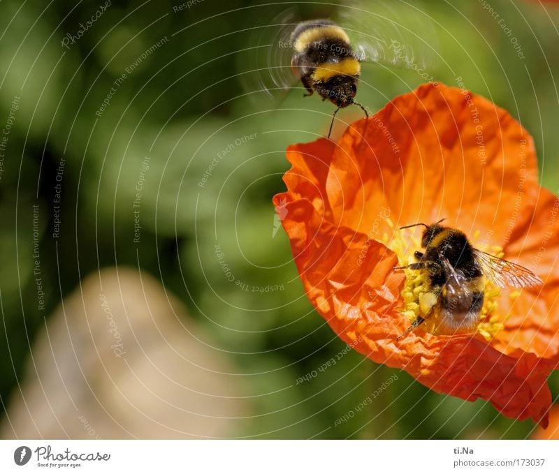 already occupied Colour photo Exterior shot Day Motion blur Environment Nature Plant Animal Air Spring Summer Flower Blossom Wild plant Poppy Poppy blossom