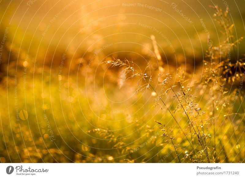 evening mood Nature Landscape Plant Drops of water Sun Sunlight Summer Beautiful weather Rain Grass Wild plant Field Moody Contentment Calm Esthetic Dusk