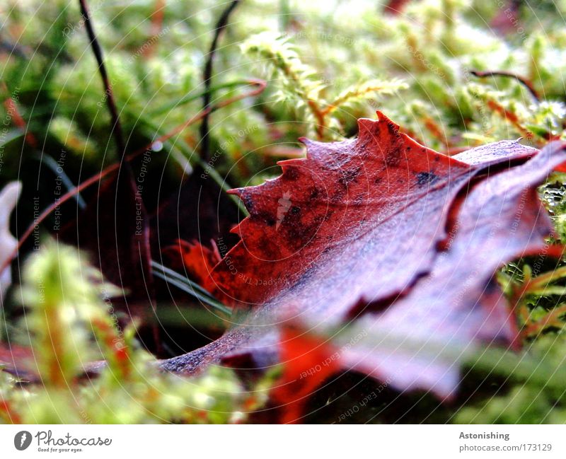 Leaf in moss Environment Nature Plant Summer Autumn Moss Bright Brown Green Point Prongs Blade of grass Colour photo Exterior shot Macro (Extreme close-up)