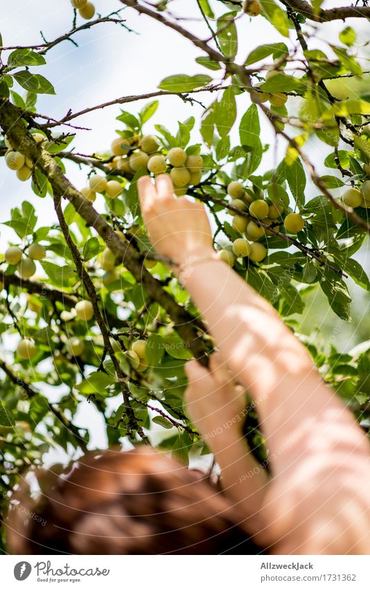 Mirabelle plum harvest 1 Feminine Arm Hand Human being Summer Tree Agricultural crop To enjoy apricots Plum Plum tree Fruit Fruit trees Harvest Garden Pick