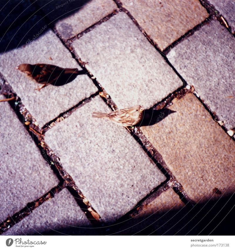 bearded sparrows Colour photo Subdued colour Exterior shot Close-up Lomography Holga Copy Space bottom Day Light Shadow Sunlight Bird's-eye view Animal portrait