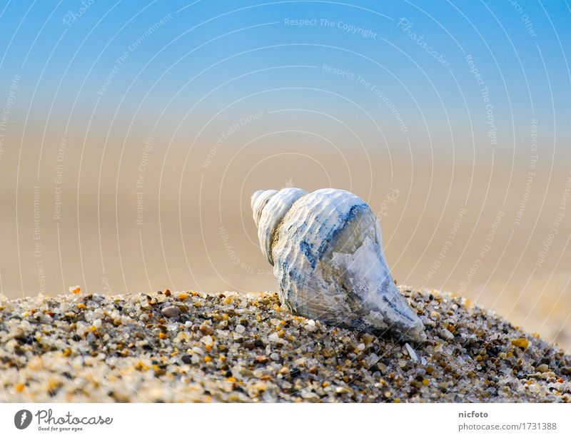 Mussel on the beach Summer Beach Sand Water Sun Beautiful weather Coast North Sea Baltic Sea Ocean Contentment Trust Calm shell snail brown gravel object