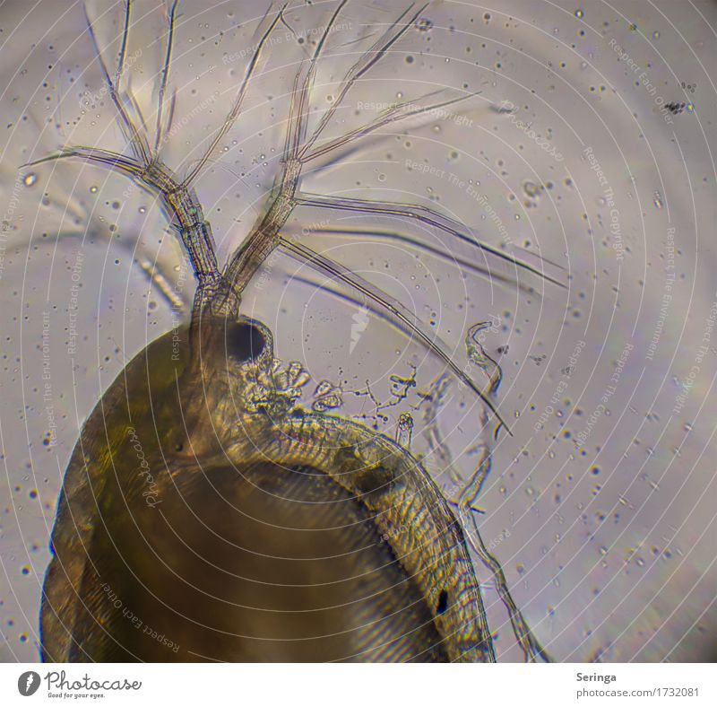Looking through the microscope Science & Research Plant Animal Water Drops of water Pond Wild animal Animal face 1 Magnifying glass Microscope Observe