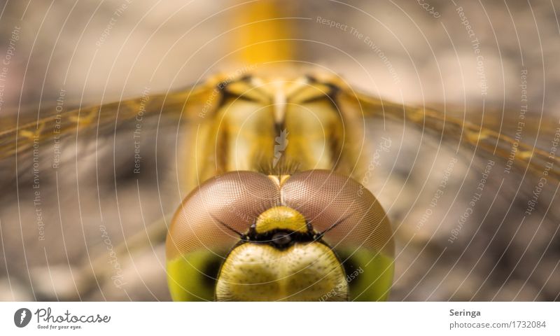 look down one's eyes Animal Wild animal Fly Animal face Wing 1 Flying Dragonfly Dragonfly wings Colour photo Multicoloured Exterior shot Close-up Detail