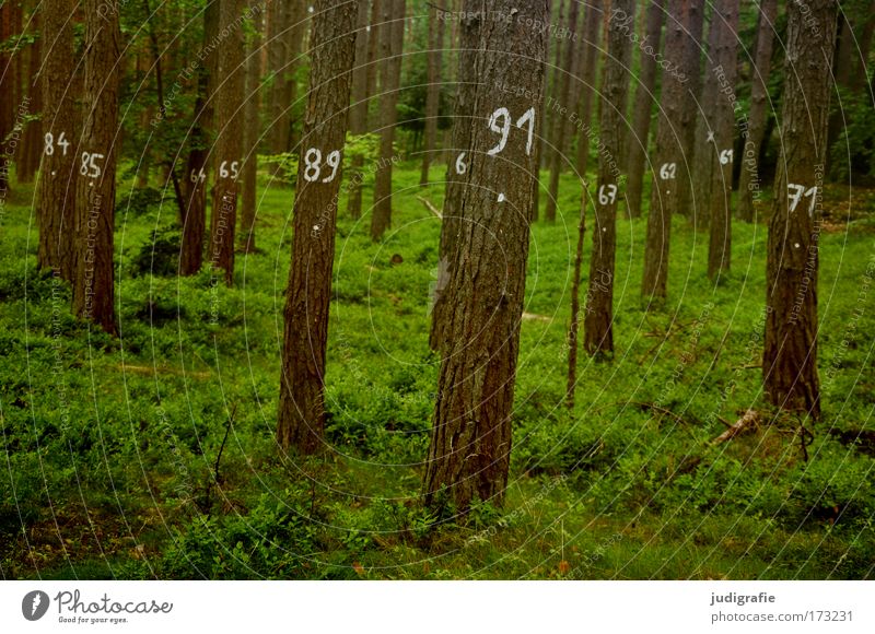 tree counting Colour photo Exterior shot Day Agriculture Forestry Environment Nature Landscape Plant Summer Tree Grass Moss Sign Digits and numbers Green