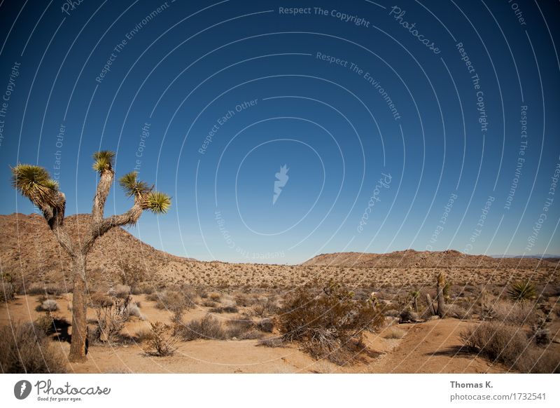 Joshua Tree Landscape Sand Cloudless sky Drought Cactus Wild plant Desert Deserted Calm Americas California Vacation & Travel National Park Adventure