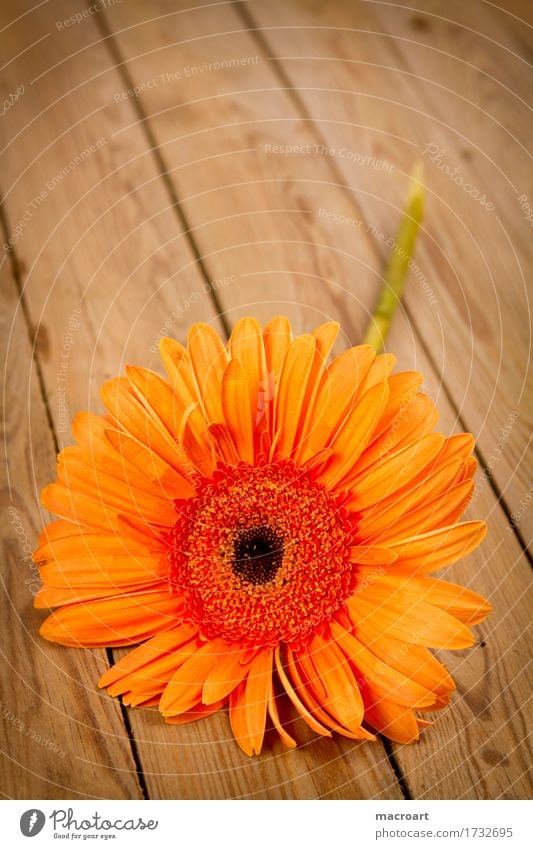 gerbera Gerbera Orange Flower Blossoming Lie Wooden board Gift Plant Floristry Birthday Mother's Day