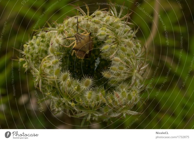 courageous abandonment Nature Plant Animal Summer Flower Blossom Wild plant Field Luneburg Heath Beetle 1 Movement Crawl Make Exceptional Fragrance Hideous