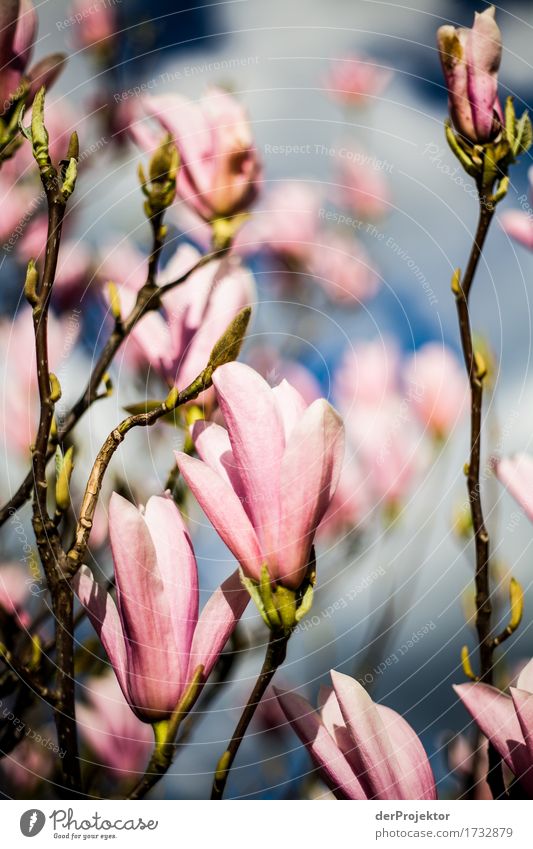 Magnolia flower 2 Vacation & Travel Tourism Trip Far-off places Freedom Sightseeing City trip Hiking Environment Nature Landscape Plant Animal Spring