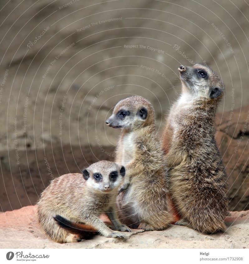 cute trio Animal Earth Zoo Meerkat 3 Group of animals Baby animal Observe Looking Sit Stand Esthetic Together Small Curiosity Cute Brown Gray Contentment