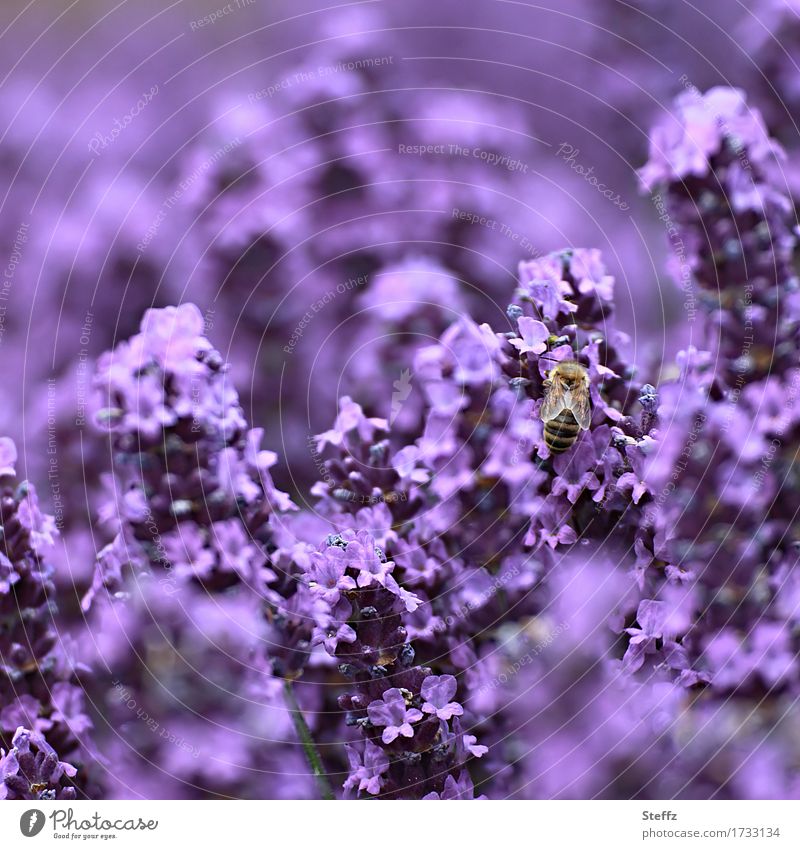 purple rich Lavender flowering lavender lavender flowers lavender scent Summerflower Nectar Flowers lavender blossom Bee July Blossom Fragrance Violet Idyll