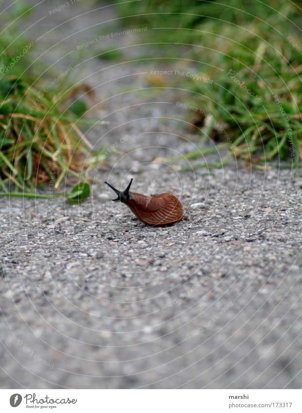 back on the racetrack... Colour photo Exterior shot Environment Nature Earth Park Meadow Transport Animal Snail 1 Movement Disgust Small Slimy Brown Green