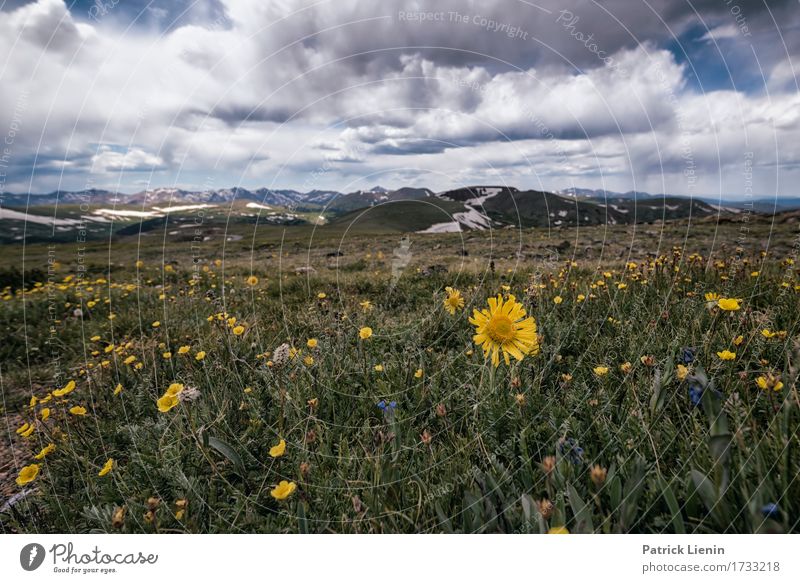 Alpen Sonnenblume Lifestyle Beautiful Vacation & Travel Tourism Adventure Summer Mountain Environment Nature Landscape Sky Clouds Climate Climate change Weather