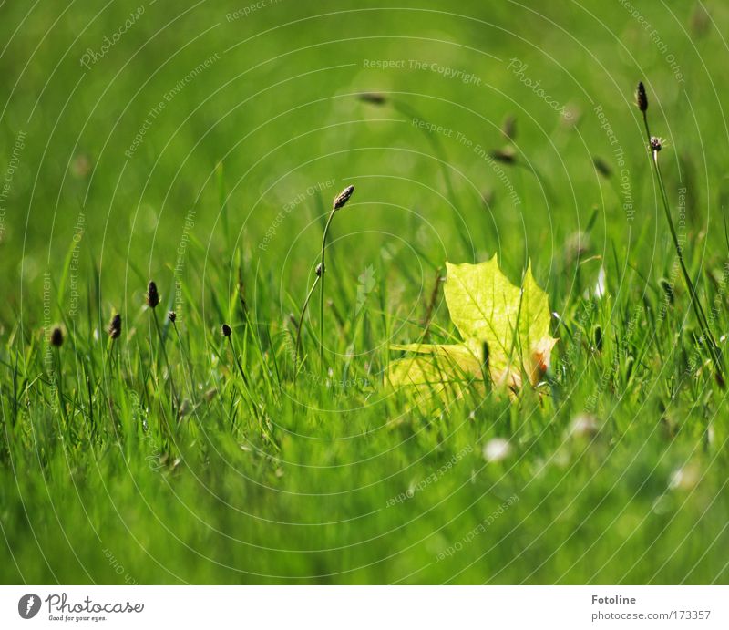 Lonely leaf Colour photo Exterior shot Day Light (Natural Phenomenon) Sunlight Environment Nature Landscape Plant Earth Spring Summer Beautiful weather Warmth