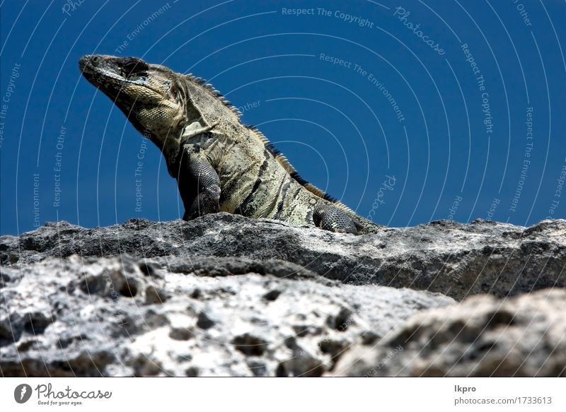 in sand mexico tulum Skin Vacation & Travel Trip Ocean Nature Plant Animal Sand Rock Coast Paw Stone Line Dirty Wild Yellow Gray Green Black White Varanus